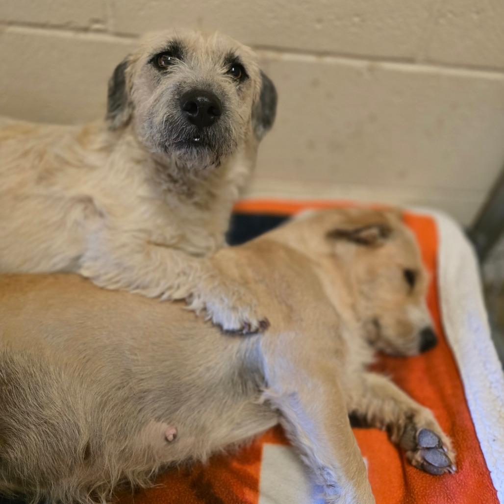 Enlarge Nibbles, a Adoptable mixed breed in Wickenburg, AZ image 6/6