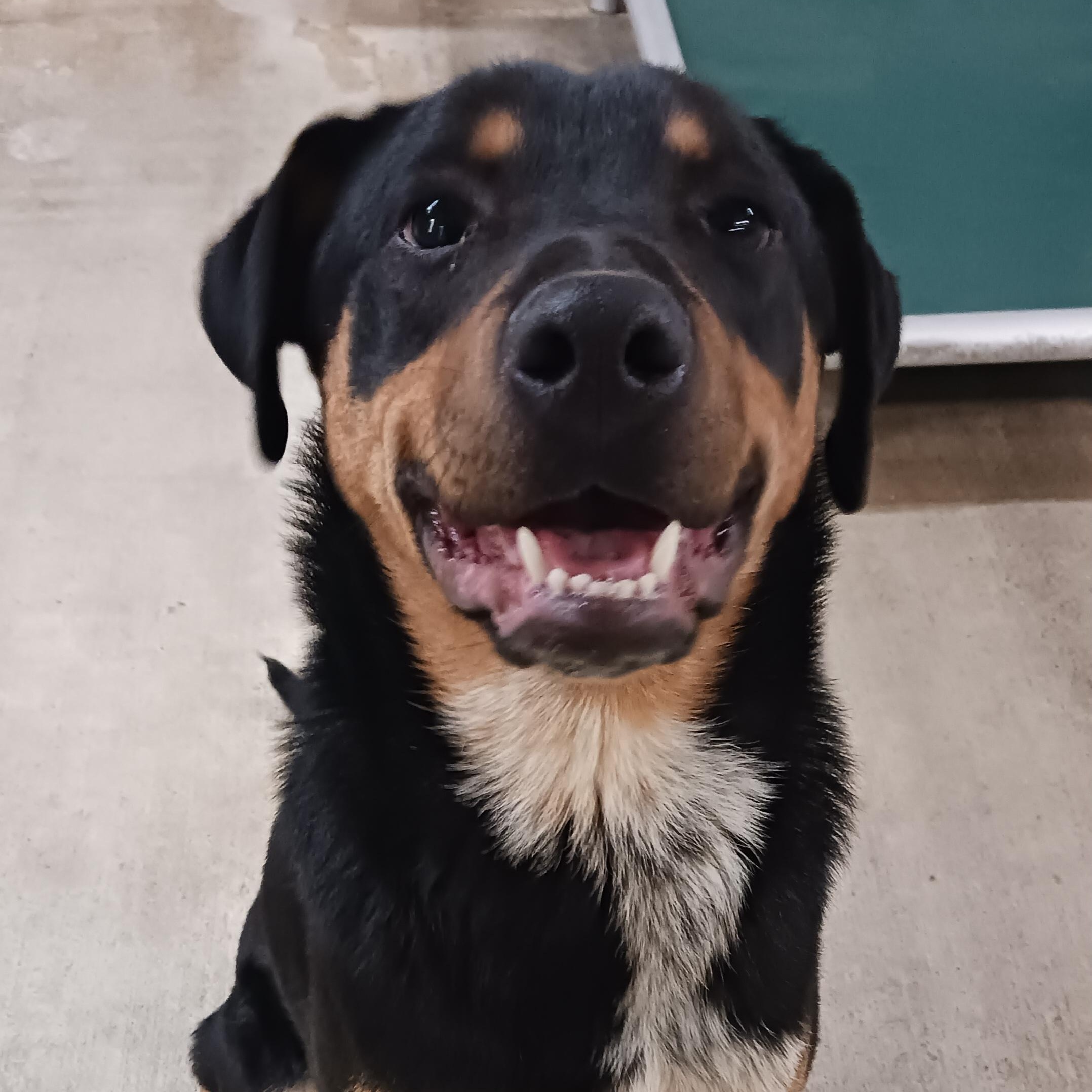 Boppity, a Adoptable Hound in Saint Marys, WV image 2/6