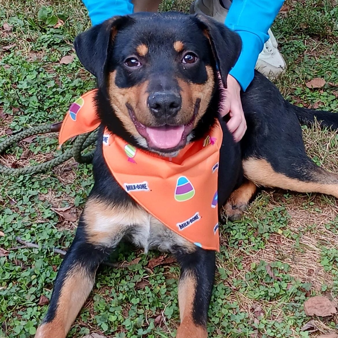 Boppity, a Adoptable Hound in Saint Marys, WV image 4/6