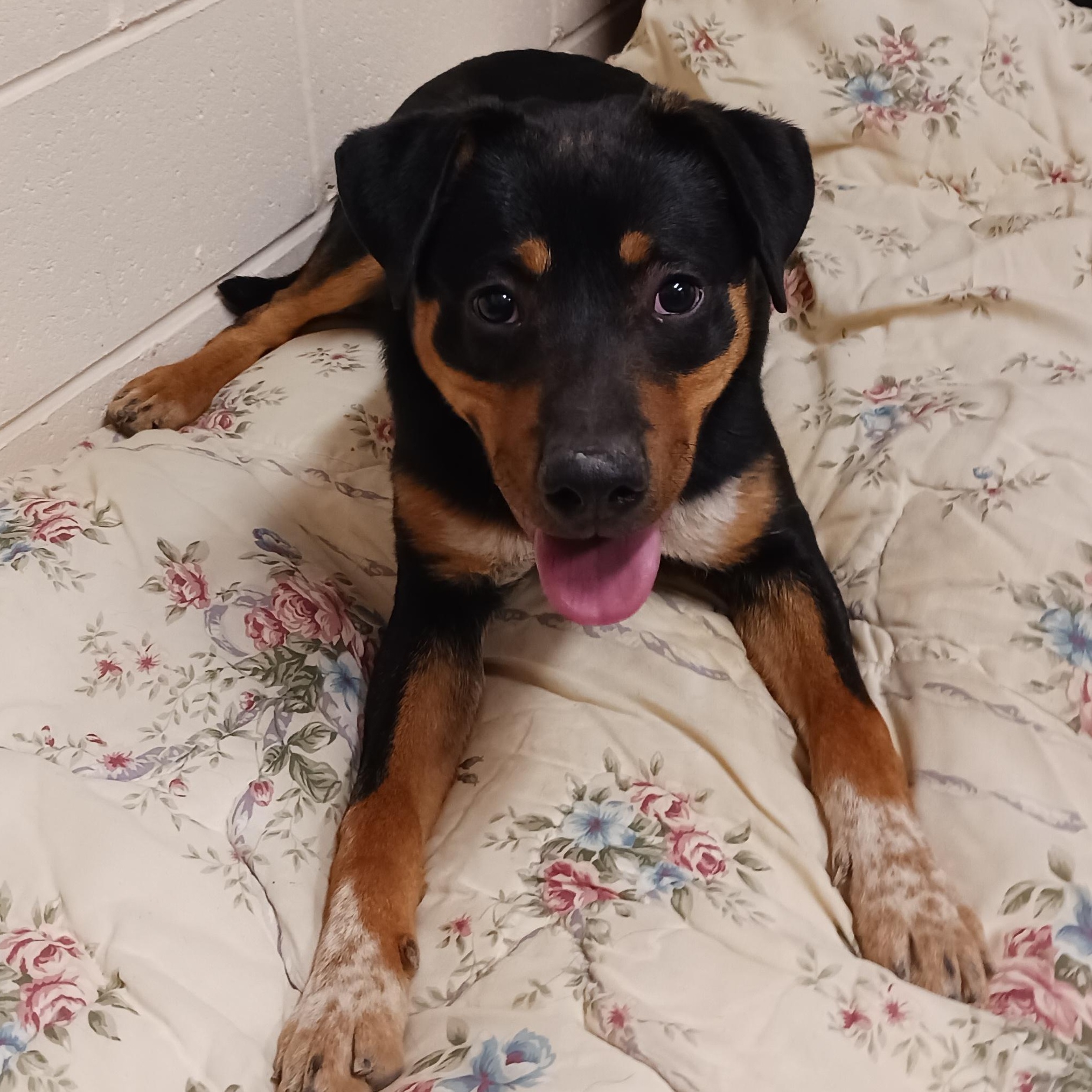 Boppity, a Adoptable Hound in Saint Marys, WV image 5/6