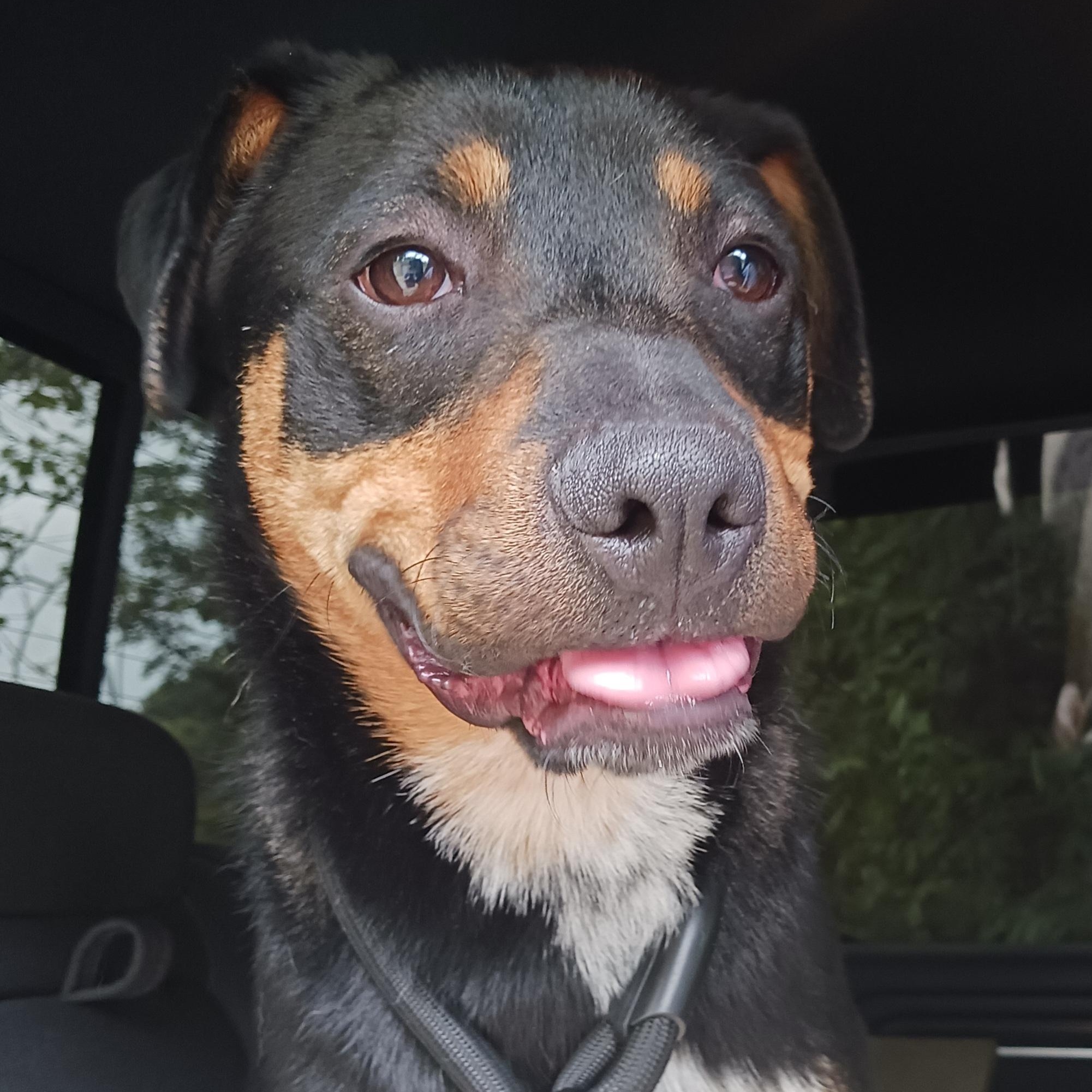 Enlarge Boppity, a Adoptable Hound in Saint Marys, WV image 2/6