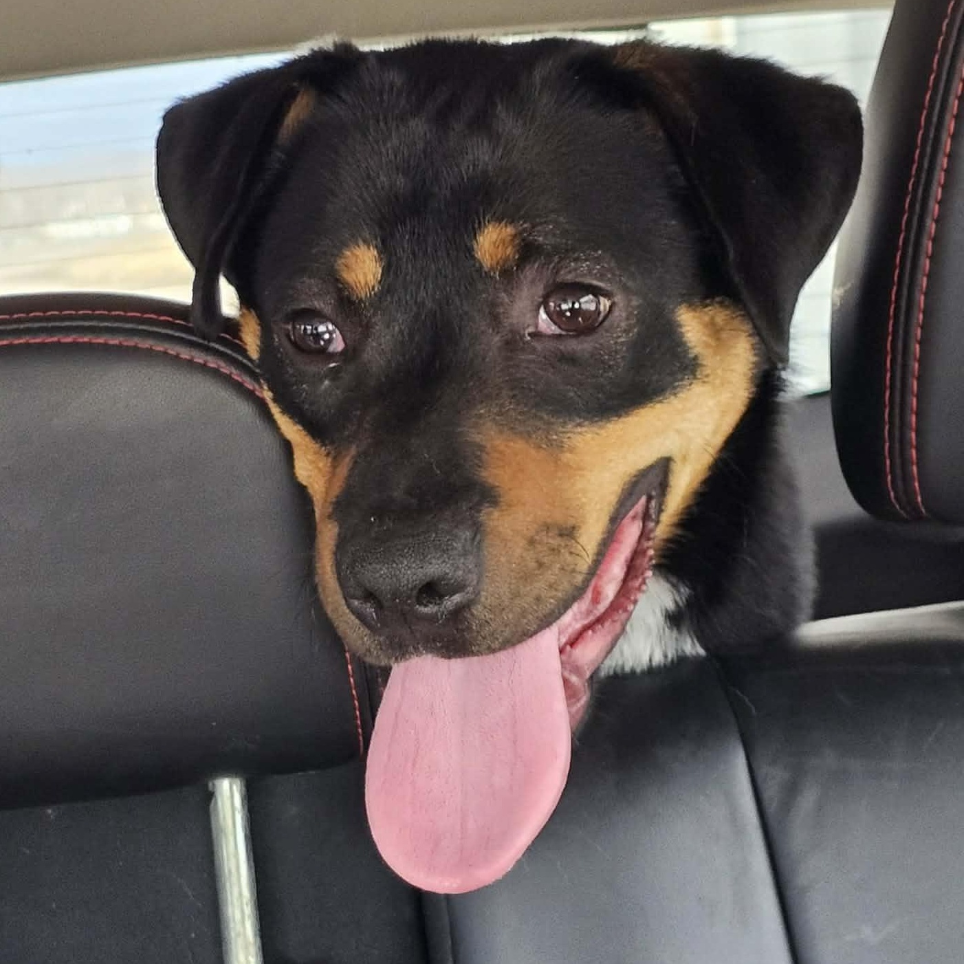 Boppity, Adoptable, Young Male Hound.