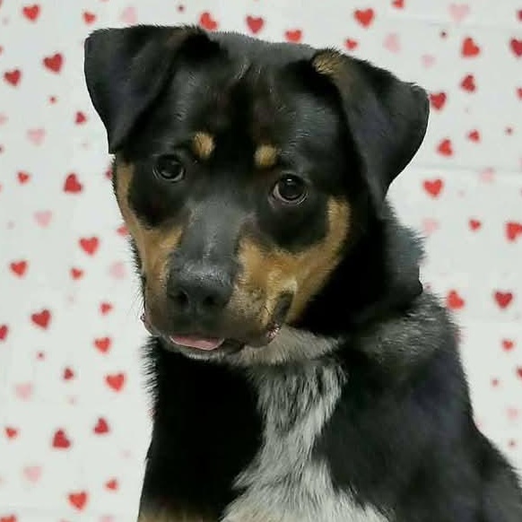 Enlarge Boppity, a Adoptable Hound in Saint Marys, WV image 1/6