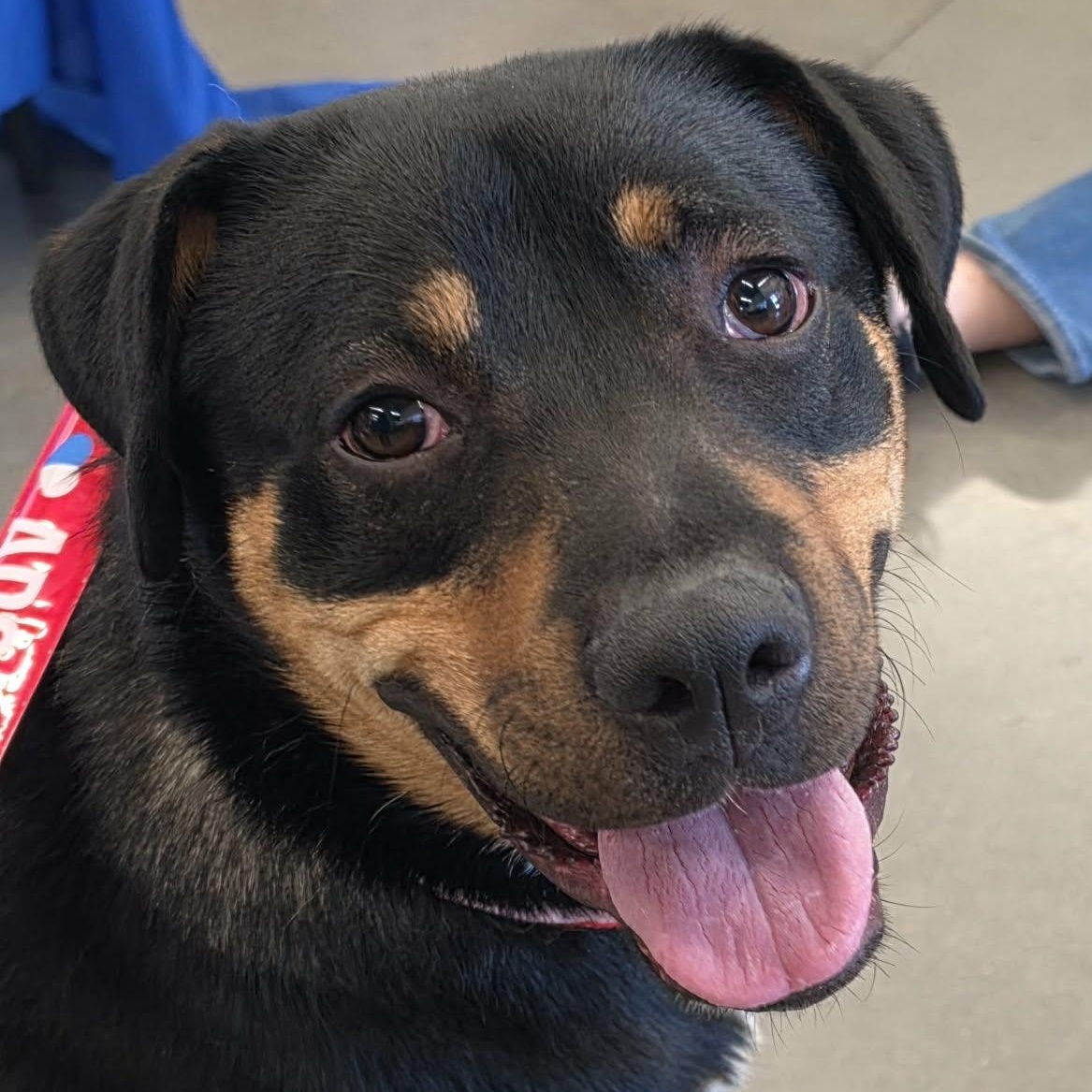 Enlarge Boppity, a Adoptable mixed breed in Saint Marys, WV image 4/6