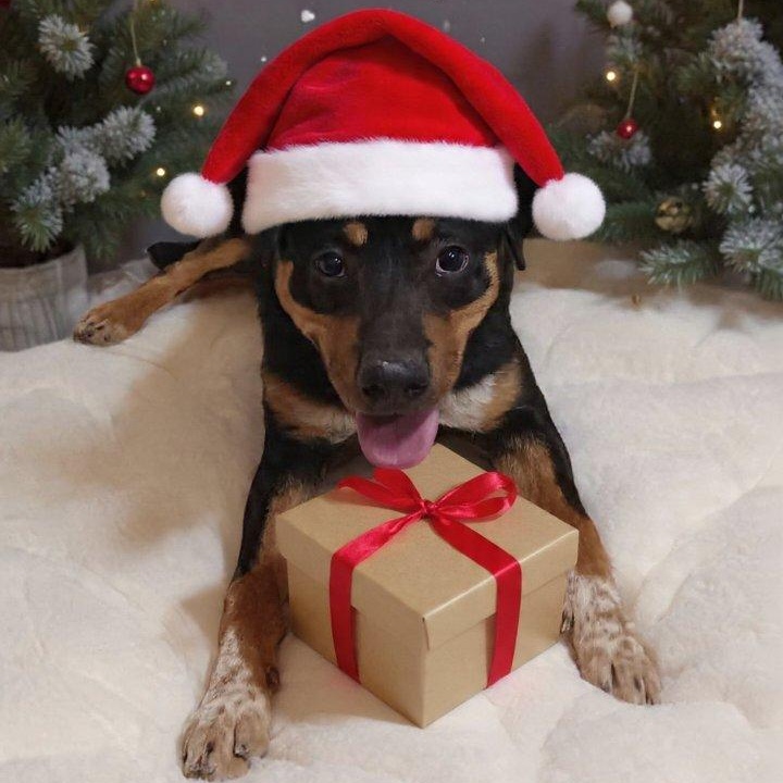 Boppity, a Adoptable Hound in Saint Marys, WV image 1/6