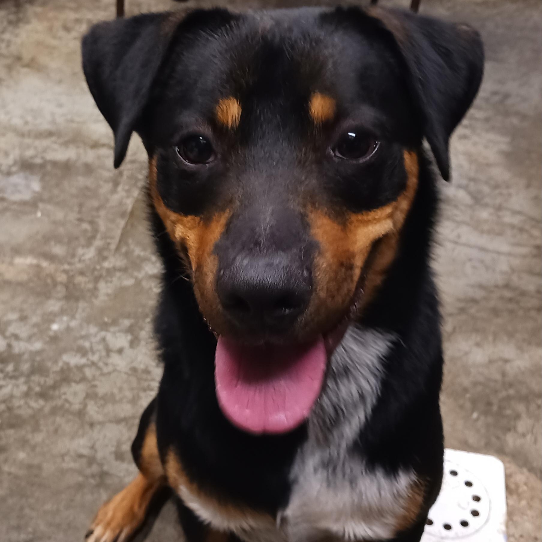 Boppity, Adoptable, Adult Male Rottweiler.