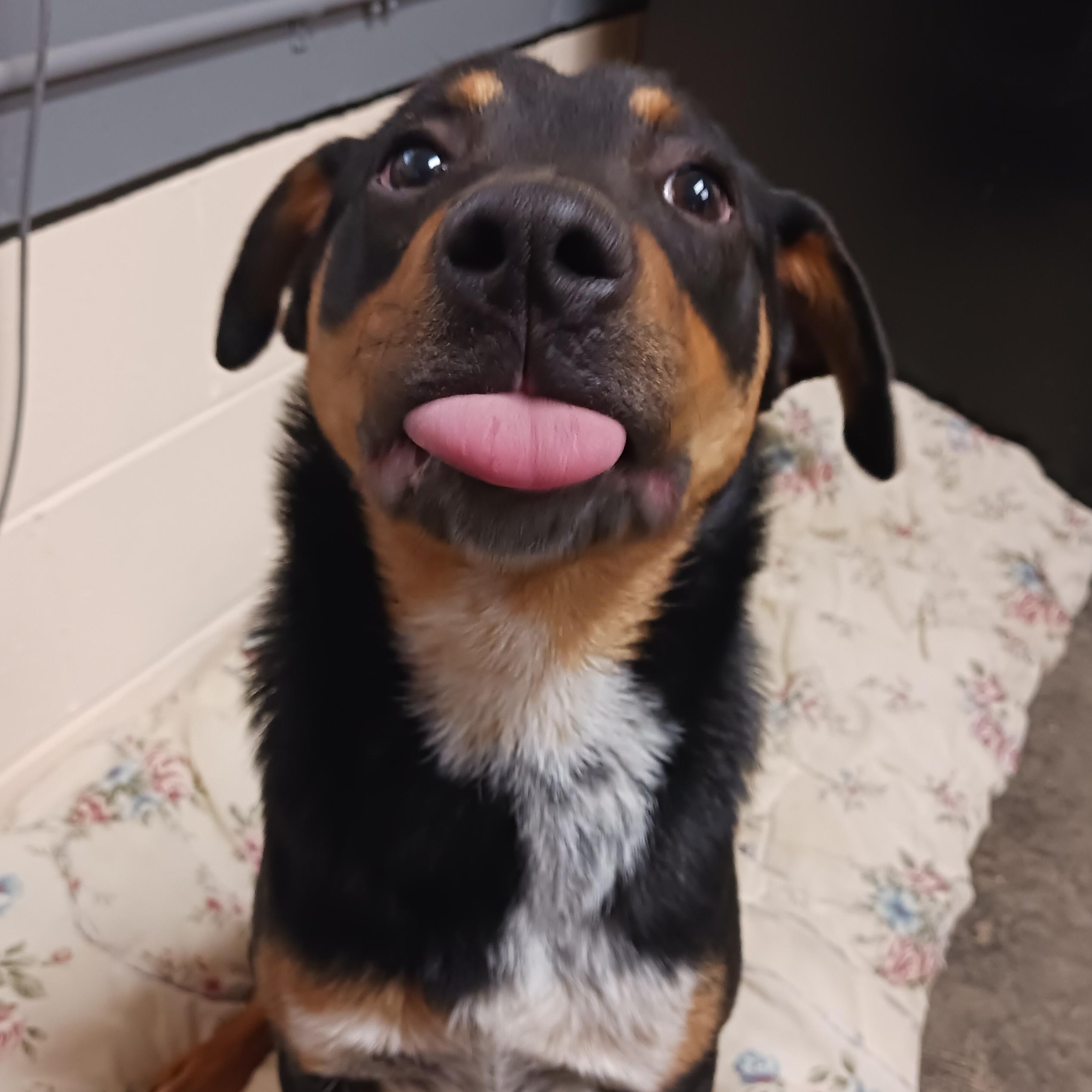 Boppity, a Adoptable Hound in Saint Marys, WV image 3/6