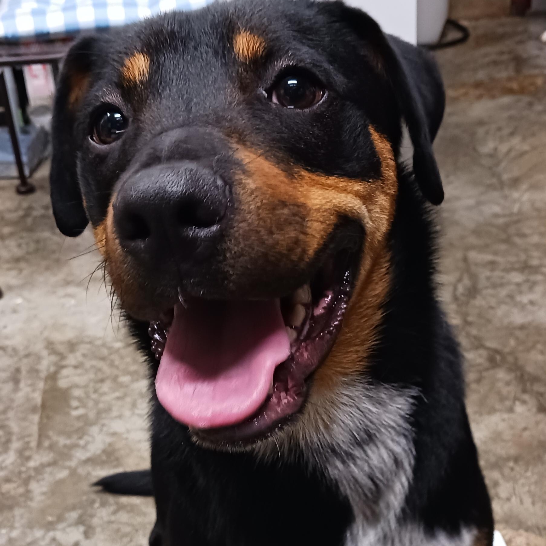 Enlarge Boppity, a Adoptable mixed breed in Saint Marys, WV image 5/6
