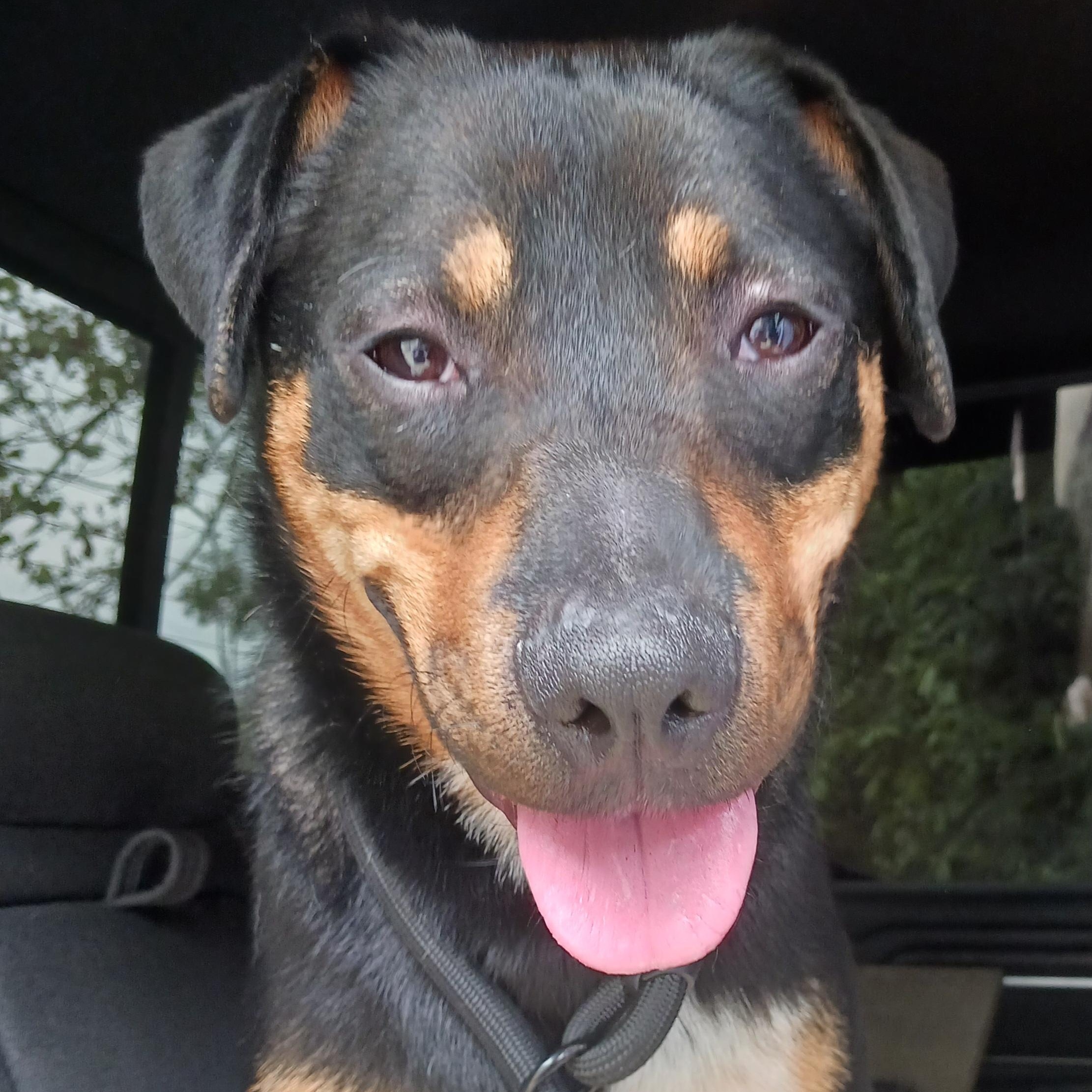 Enlarge Boppity, a Adoptable Hound in Saint Marys, WV image 1/6