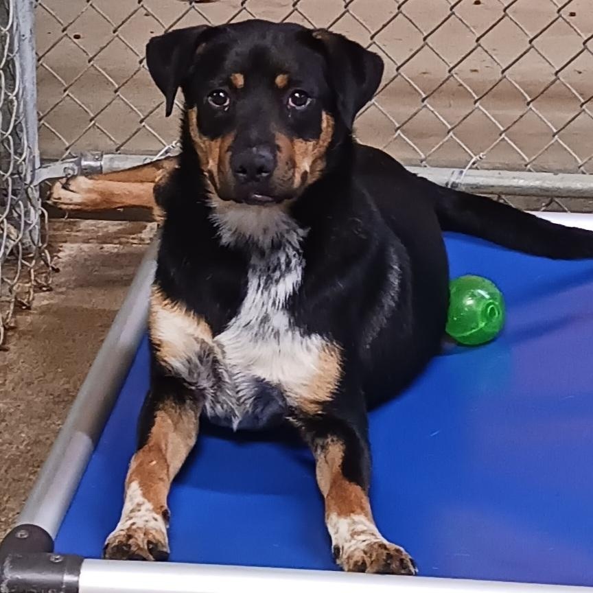 Enlarge Boppity, a Adoptable Hound in Saint Marys, WV image 5/5