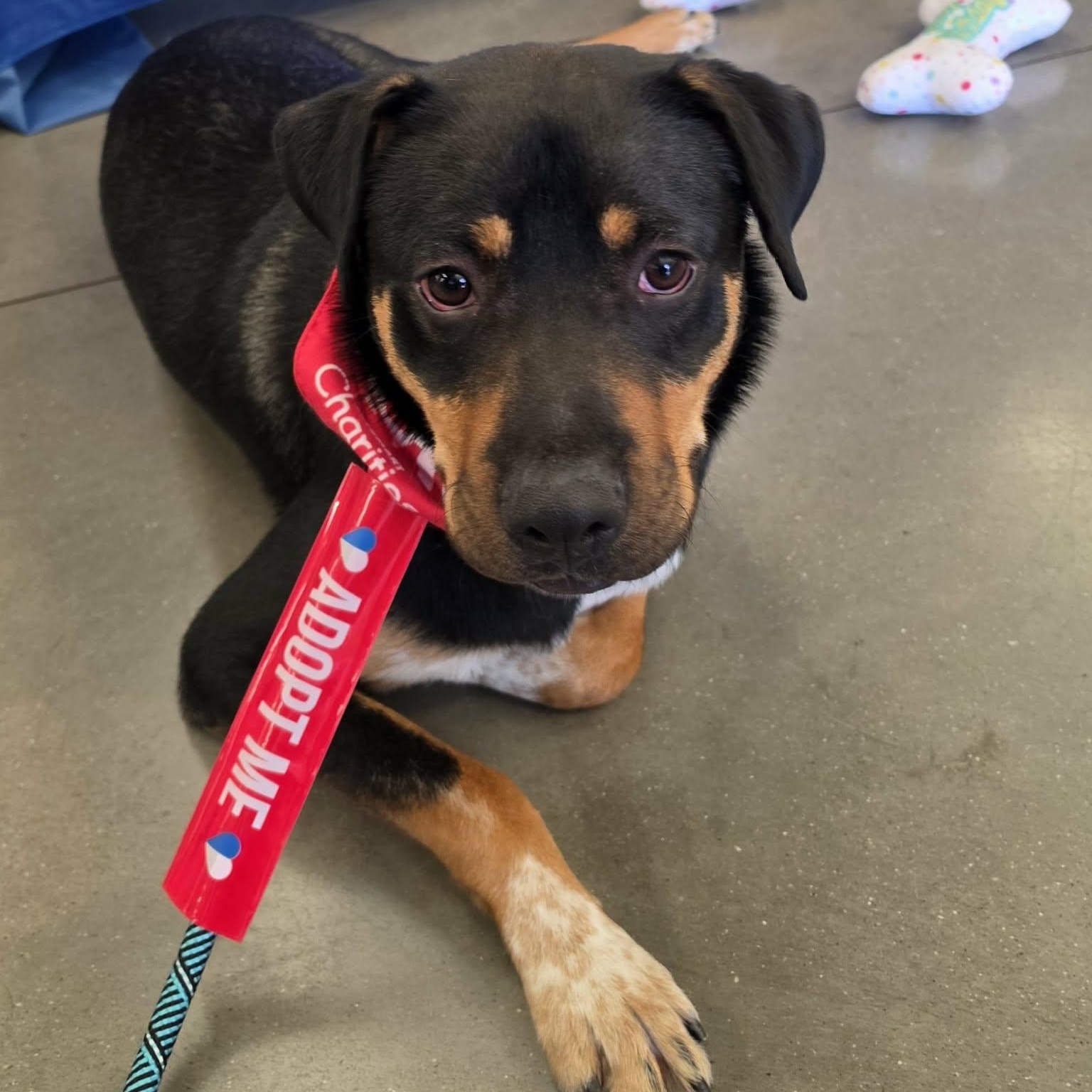 Enlarge Boppity, a Adoptable mixed breed in Saint Marys, WV image 3/6