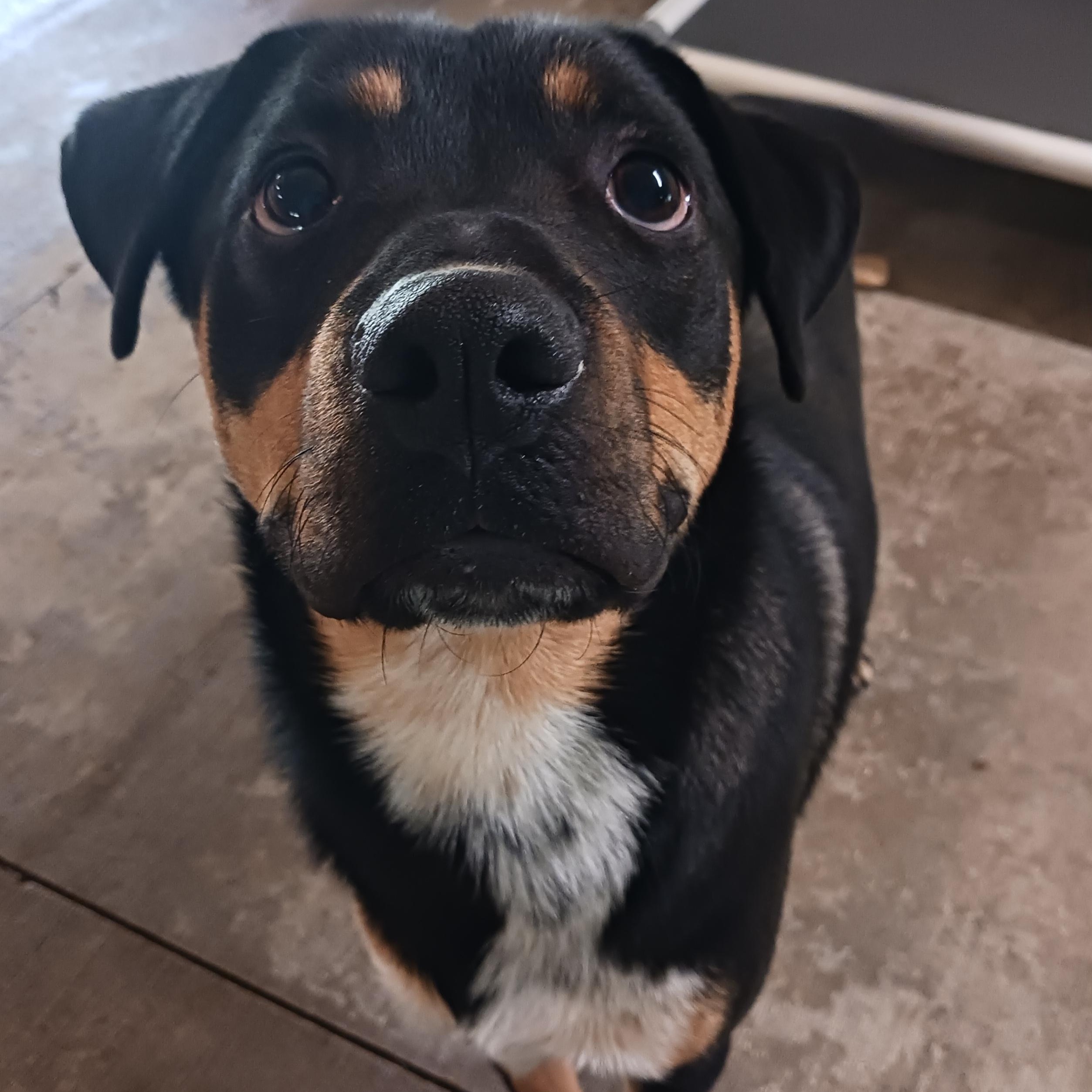 Enlarge Boppity, a Adoptable mixed breed in Saint Marys, WV image 1/6