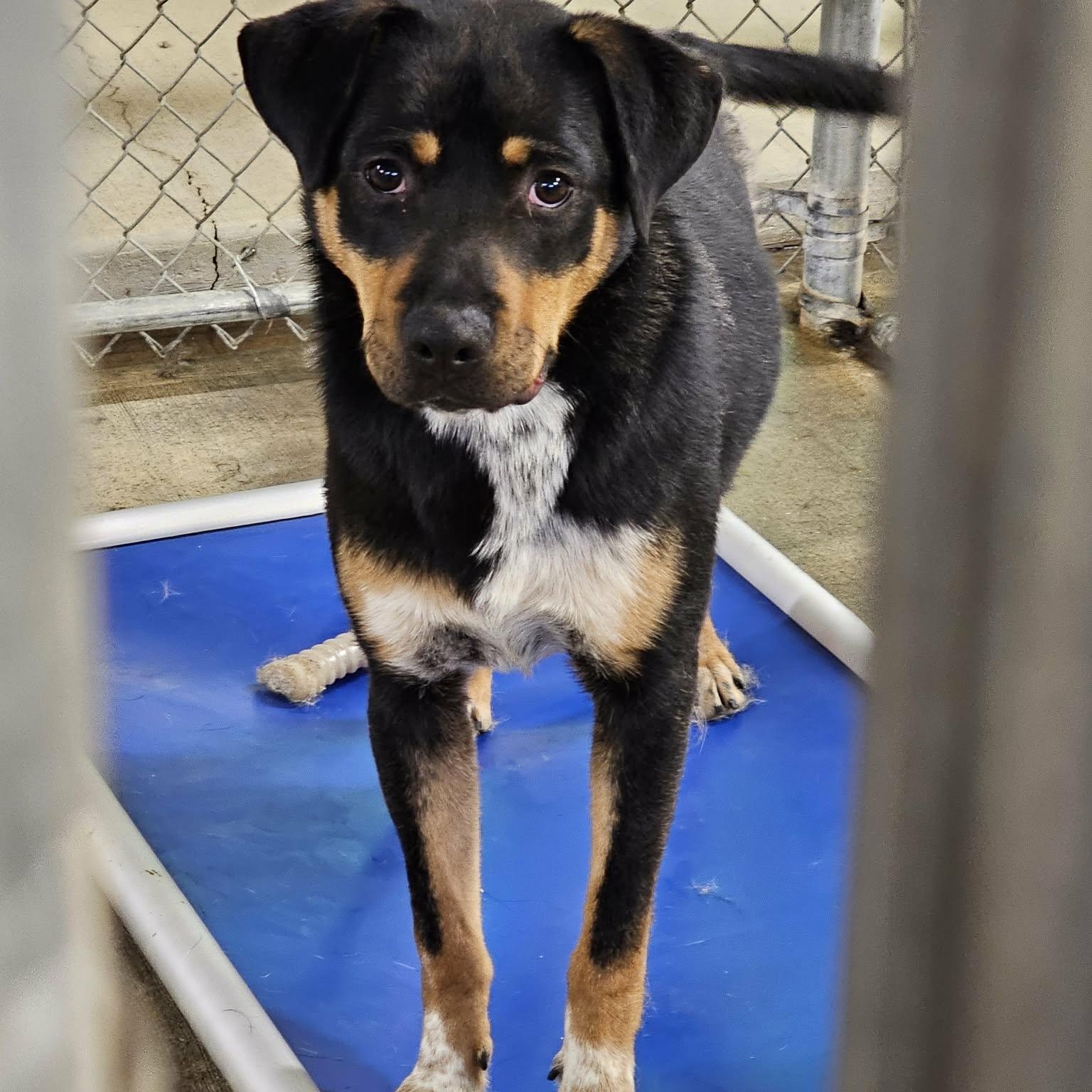 Enlarge Boppity, a Adoptable Hound in Saint Marys, WV image 6/6