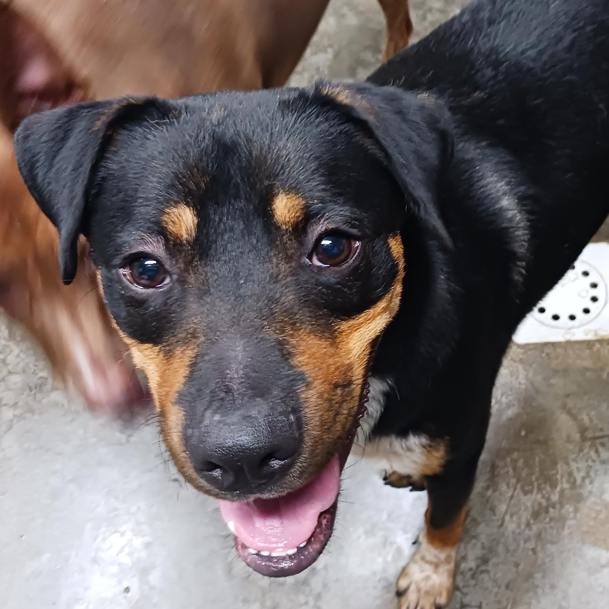 Enlarge Boppity, a Adoptable mixed breed in Saint Marys, WV image 2/6