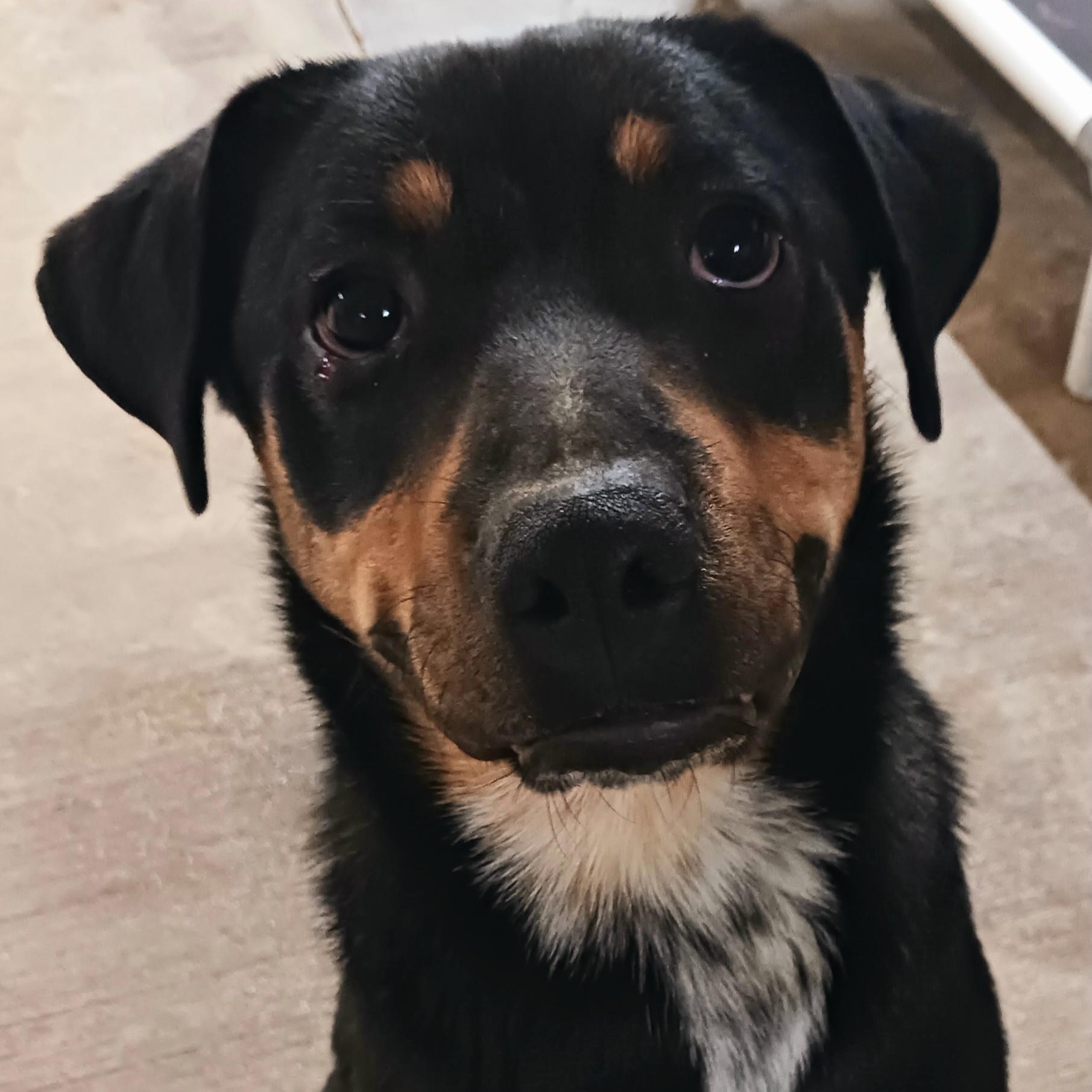 Boppity, Adoptable, Young Male Rottweiler & Hound.