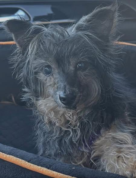 Enlarge Ozzie, a ADOPTABLE Yorkshire Terrier in Henderson, NV image 3/3