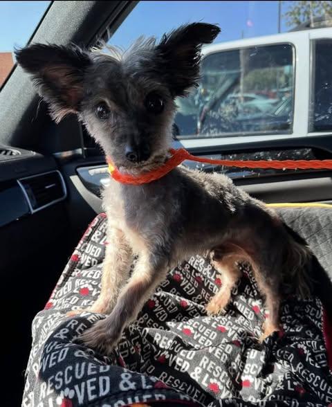 Ozzie, ADOPTABLE, Senior Male Yorkshire Terrier.