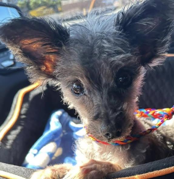 Enlarge Ozzie, a ADOPTABLE Yorkshire Terrier in Henderson, NV image 2/3
