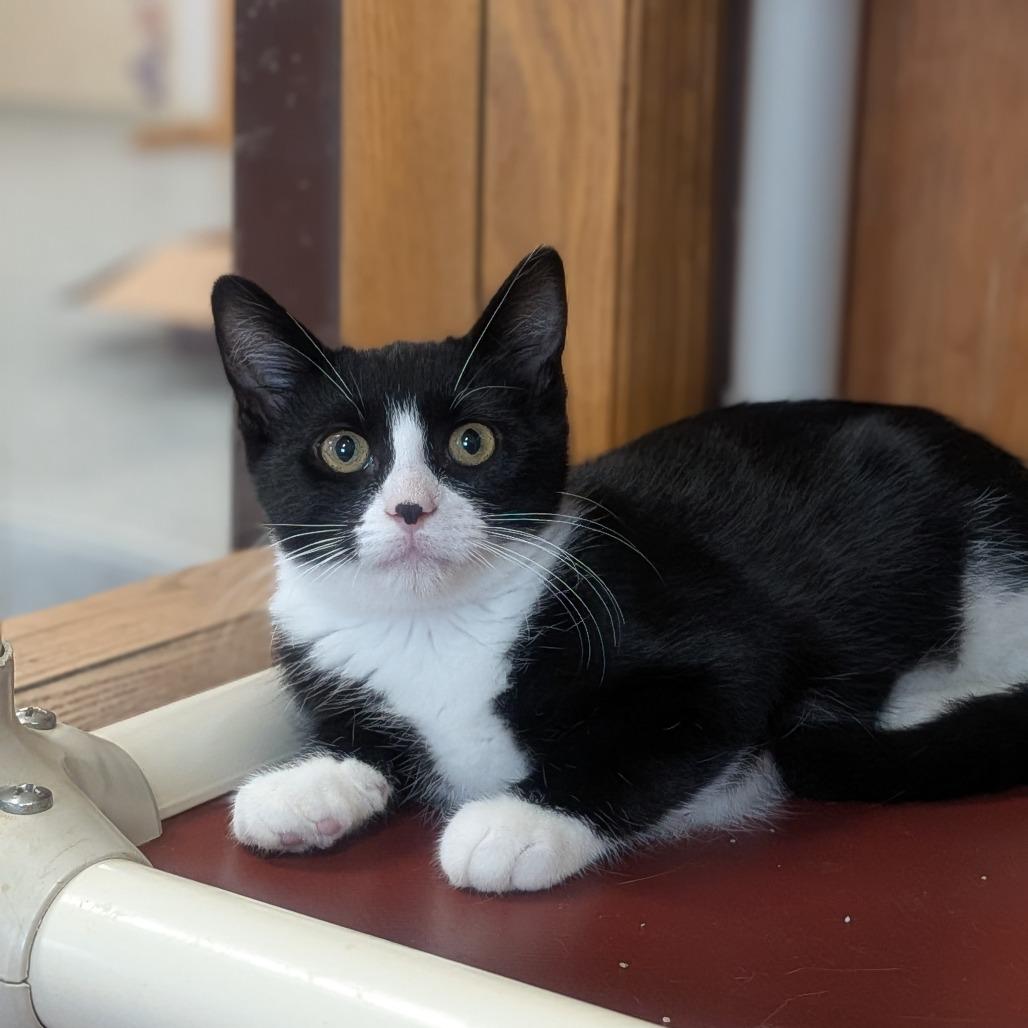 Domino, Adoptable, Kitten Male Domestic Short Hair.