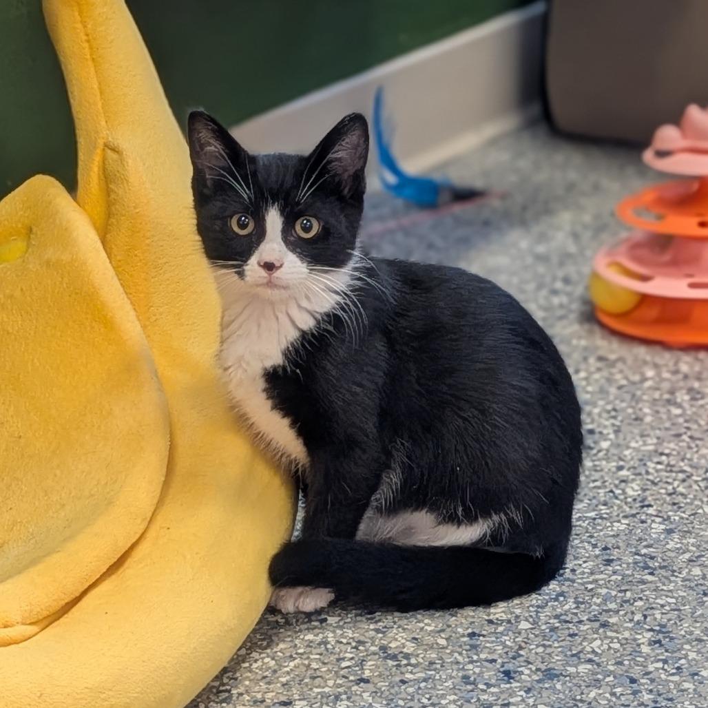 Enlarge Domino, a Adoptable Domestic Short Hair in Prairie du Chien, WI image 2/2