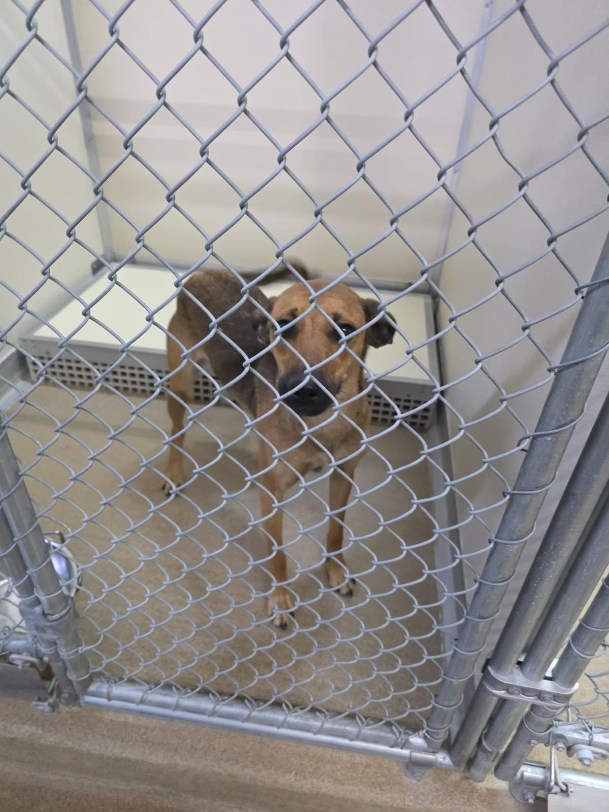 Tuty, ADOPTABLE, Young Female Australian Cattle Dog / Blue Heeler.