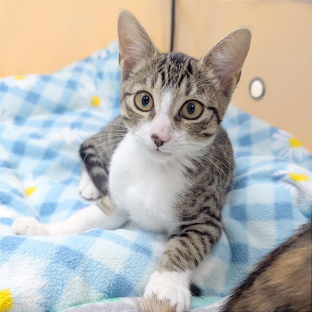 Enlarge Tottie, a Adoptable Domestic Short Hair in Pleasant Hill, CA image 1/2