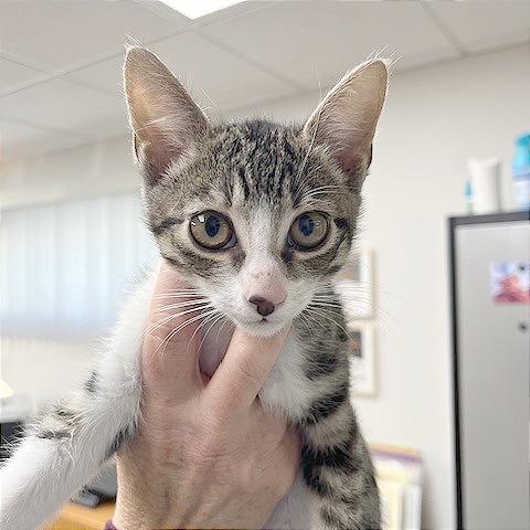 Enlarge Tottie, a Adoptable Domestic Short Hair in Pleasant Hill, CA image 2/2