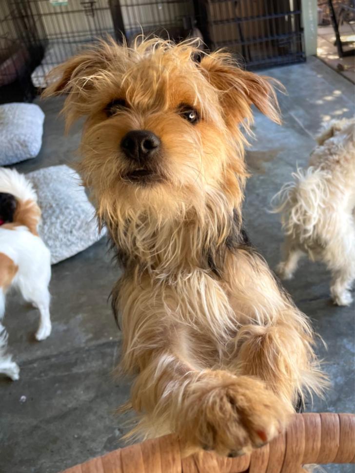 Griffin, Adoptable, Young Male Yorkshire Terrier.