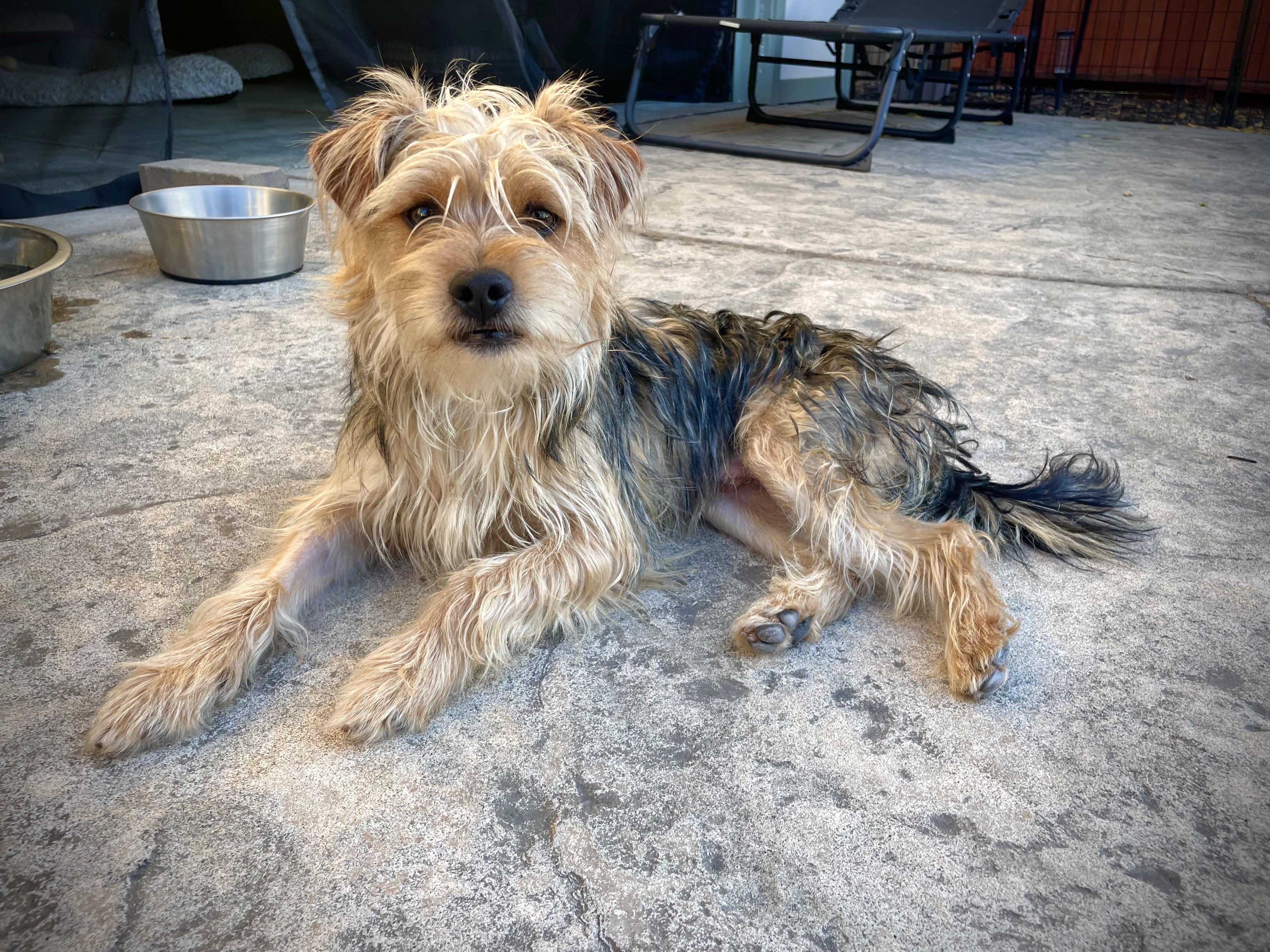 Griffin, a Adoptable mixed breed in Oakland, CA image 2/2