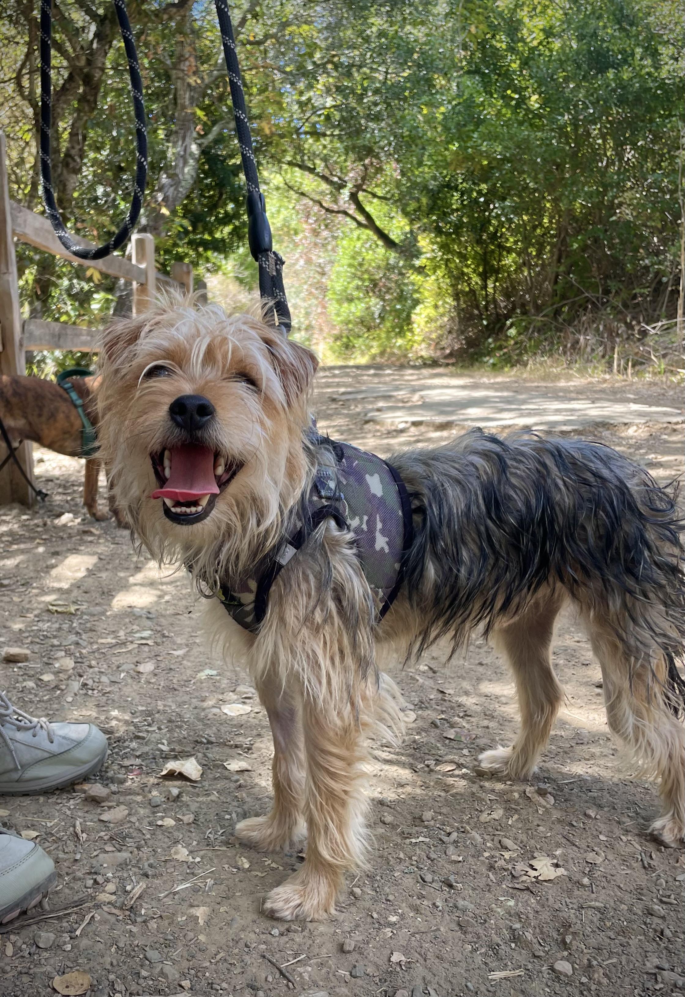 Enlarge Griffin, a Adoptable mixed breed in Oakland, CA image 1/3