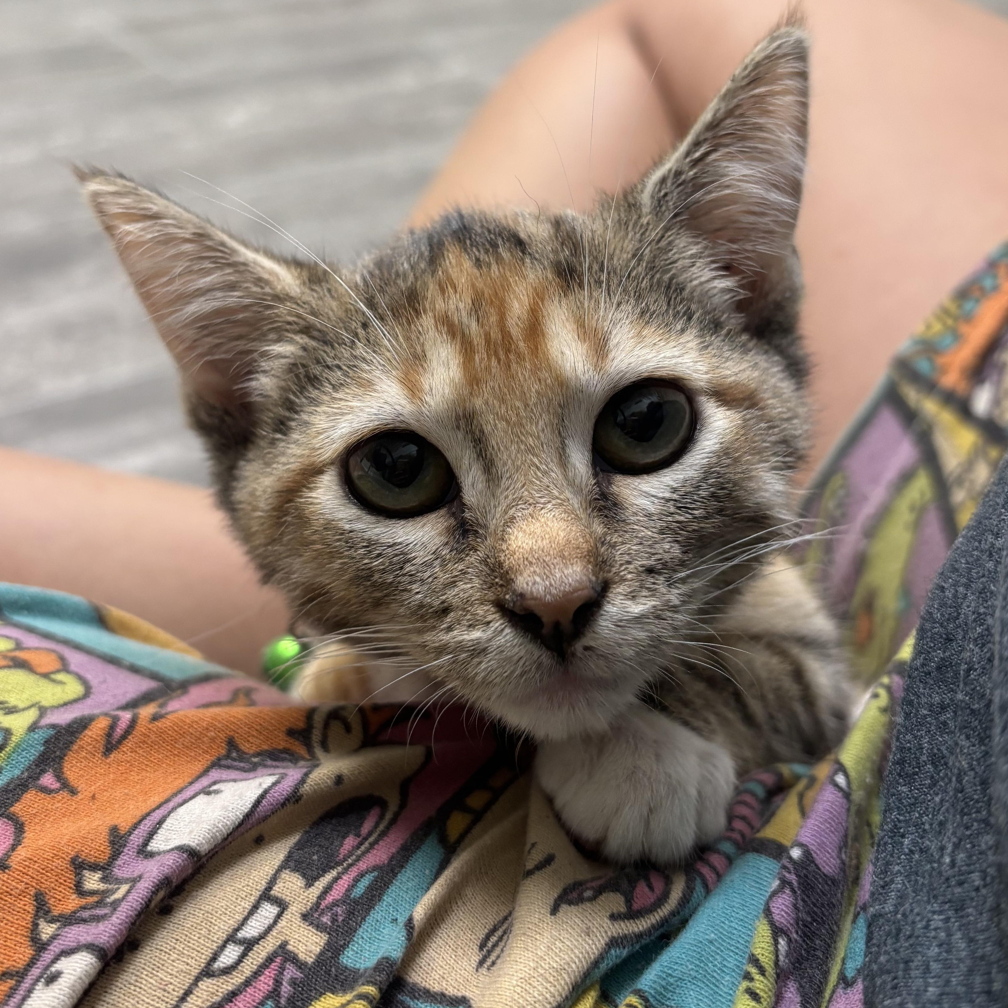 Waffles, Adoptable, Young Female Calico.