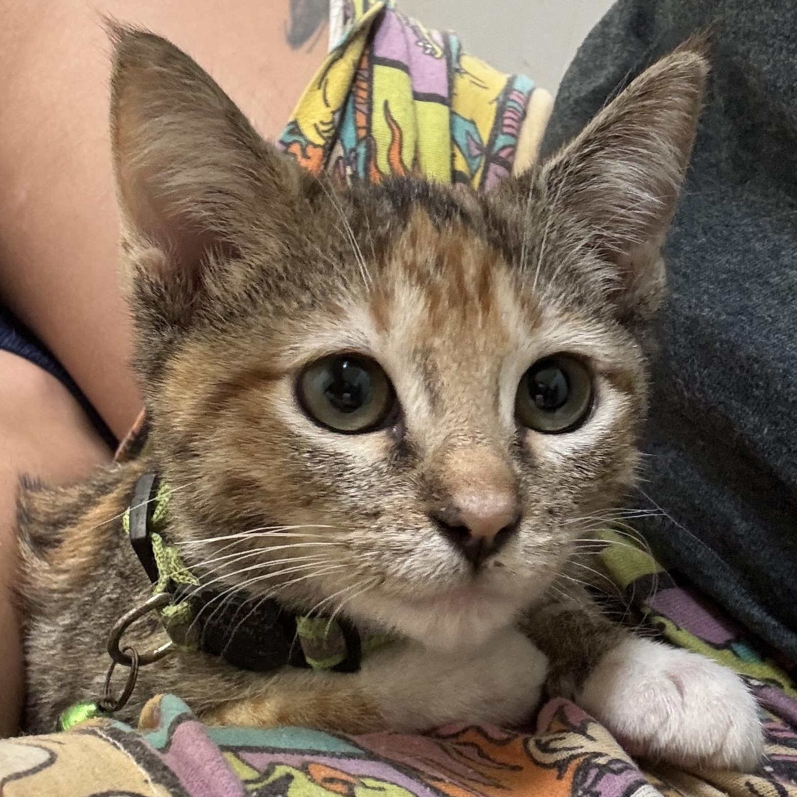 Enlarge Waffles, a Adoptable Calico in Helena , AL image 3/3