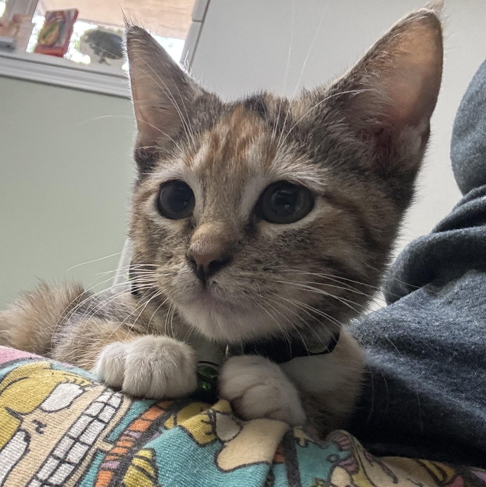 Enlarge Waffles, a Adoptable Calico in Helena , AL image 2/3
