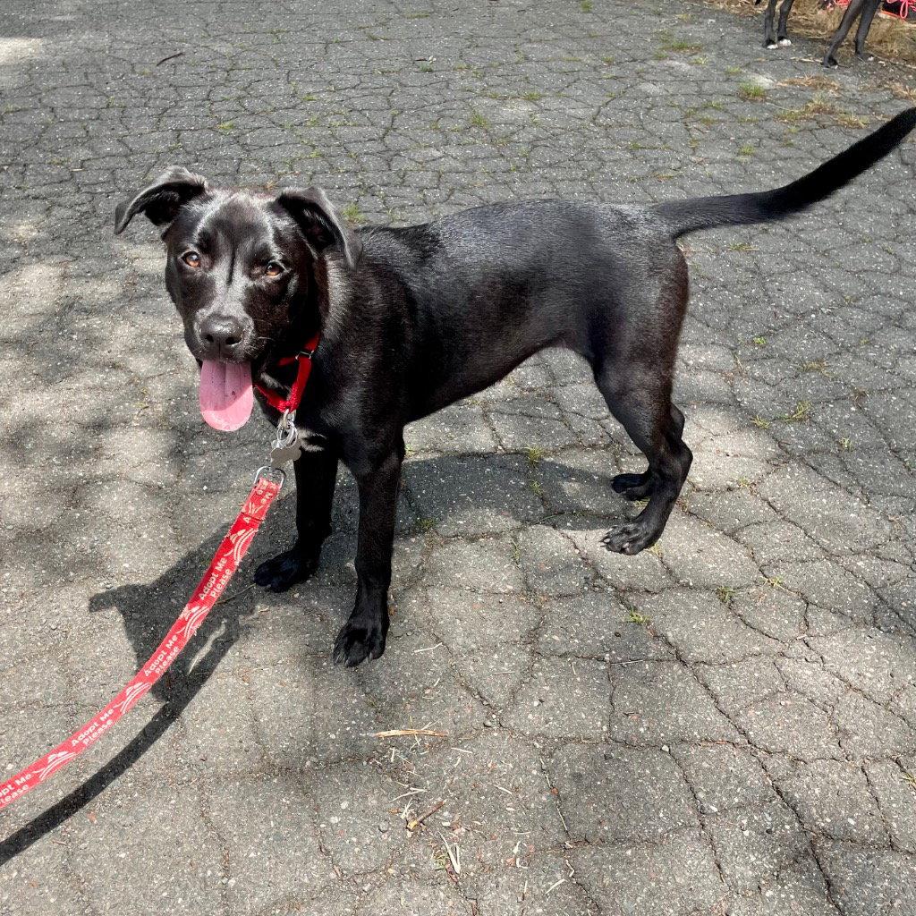Baby, Adoptable, Young Female Labrador Retriever & Terrier.