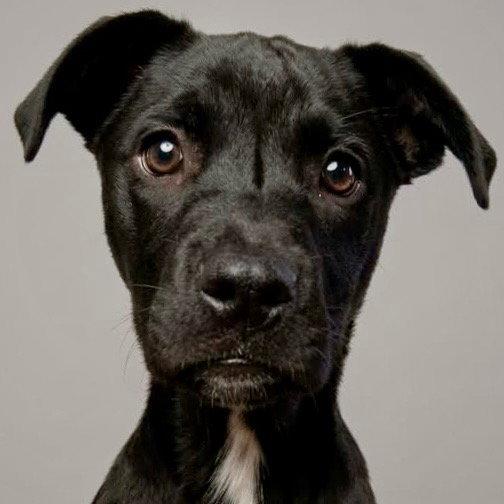 Baby, Adoptable, Puppy Female Labrador Retriever & Terrier.