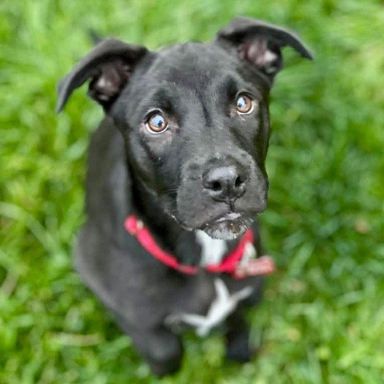 Baby, a Adoptable mixed breed in Bloomfield, CT image 2/3