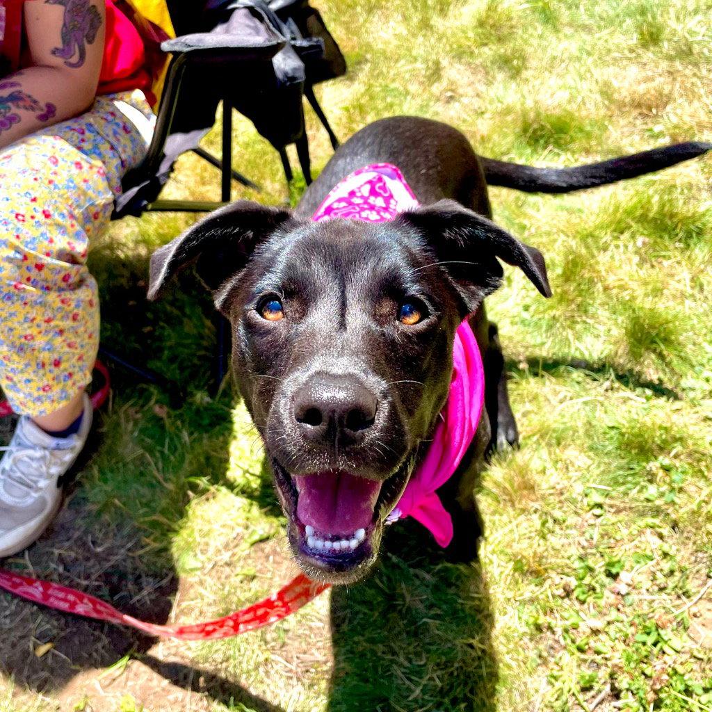 Baby, a Adoptable mixed breed in Bloomfield, CT image 3/3