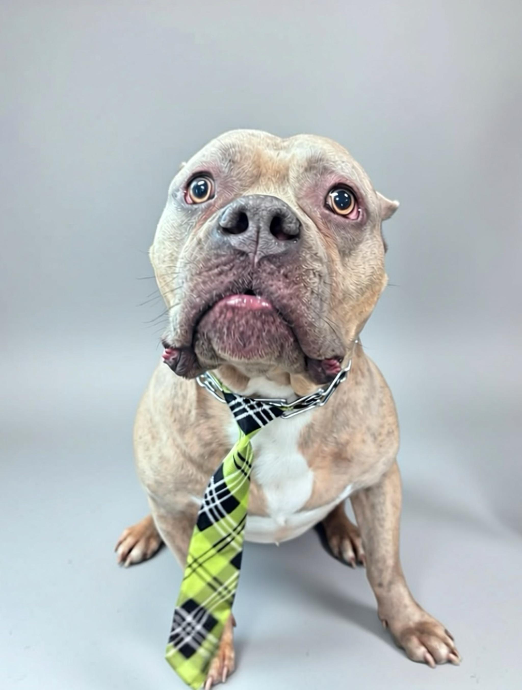 Enlarge Espresso, a Adoptable Staffordshire Bull Terrier in Pembroke, MA image 1/6