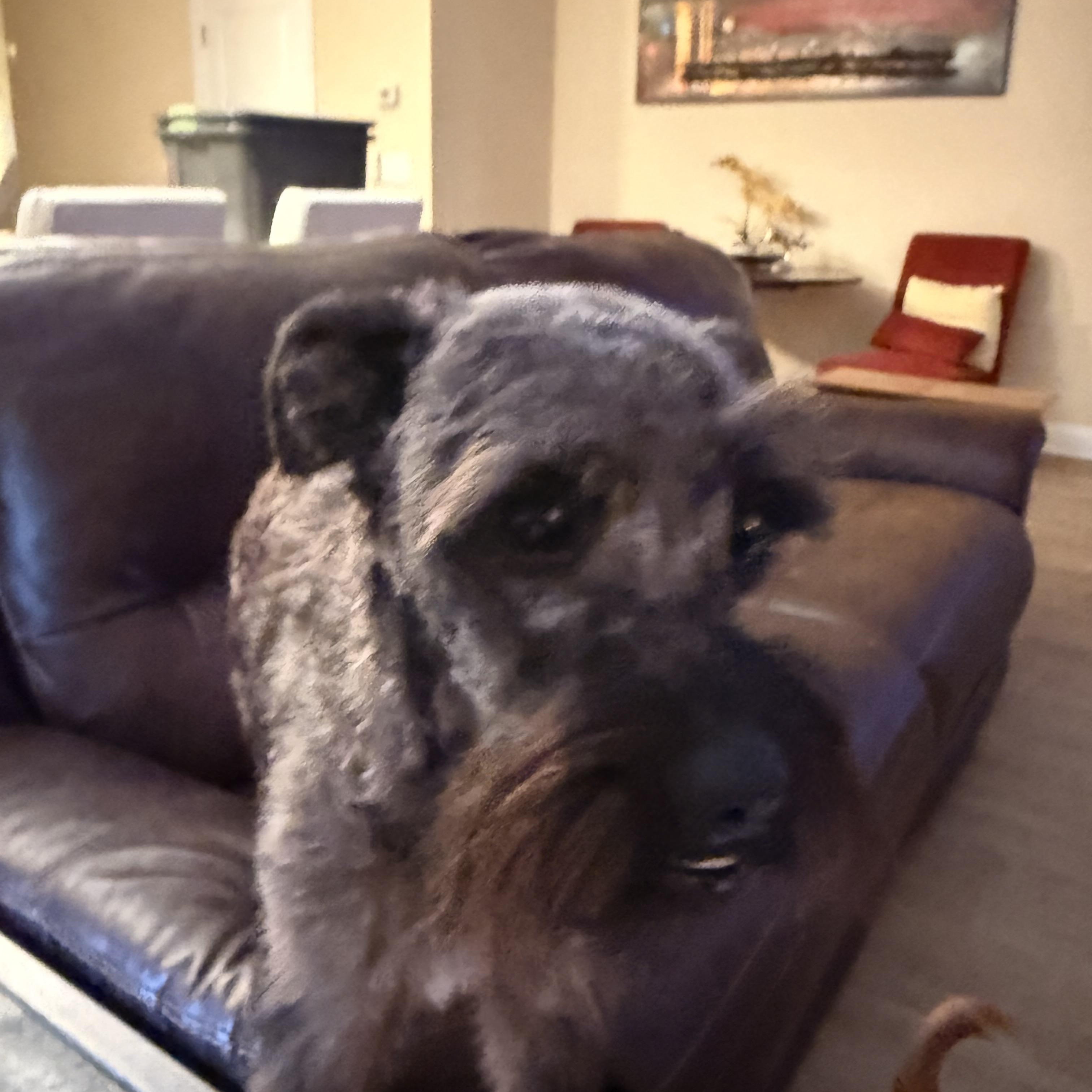 Enlarge Sargent, a ADOPTABLE Schnoodle in Charlotte, NC image 3/6