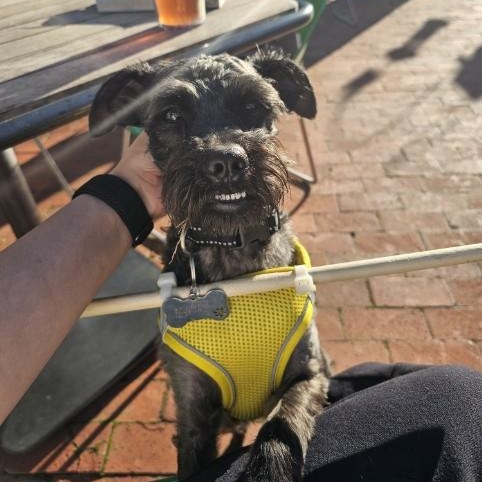 Enlarge Sargent, a ADOPTABLE Schnoodle in Charlotte, NC image 6/6