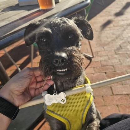 Sargent, ADOPTABLE, Young Male Schnoodle.