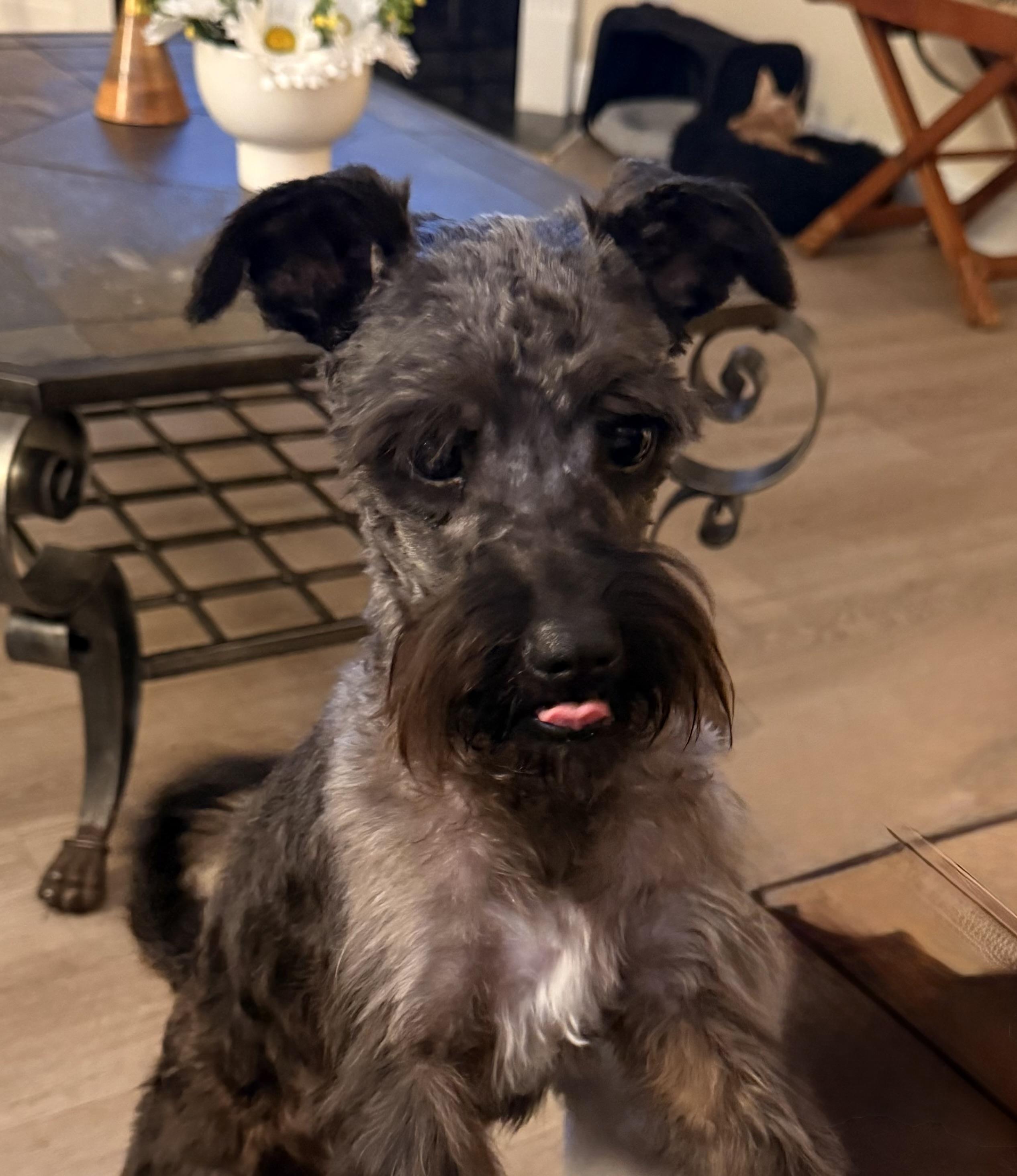 Enlarge Sargent, a ADOPTABLE Schnoodle in Charlotte, NC image 4/6