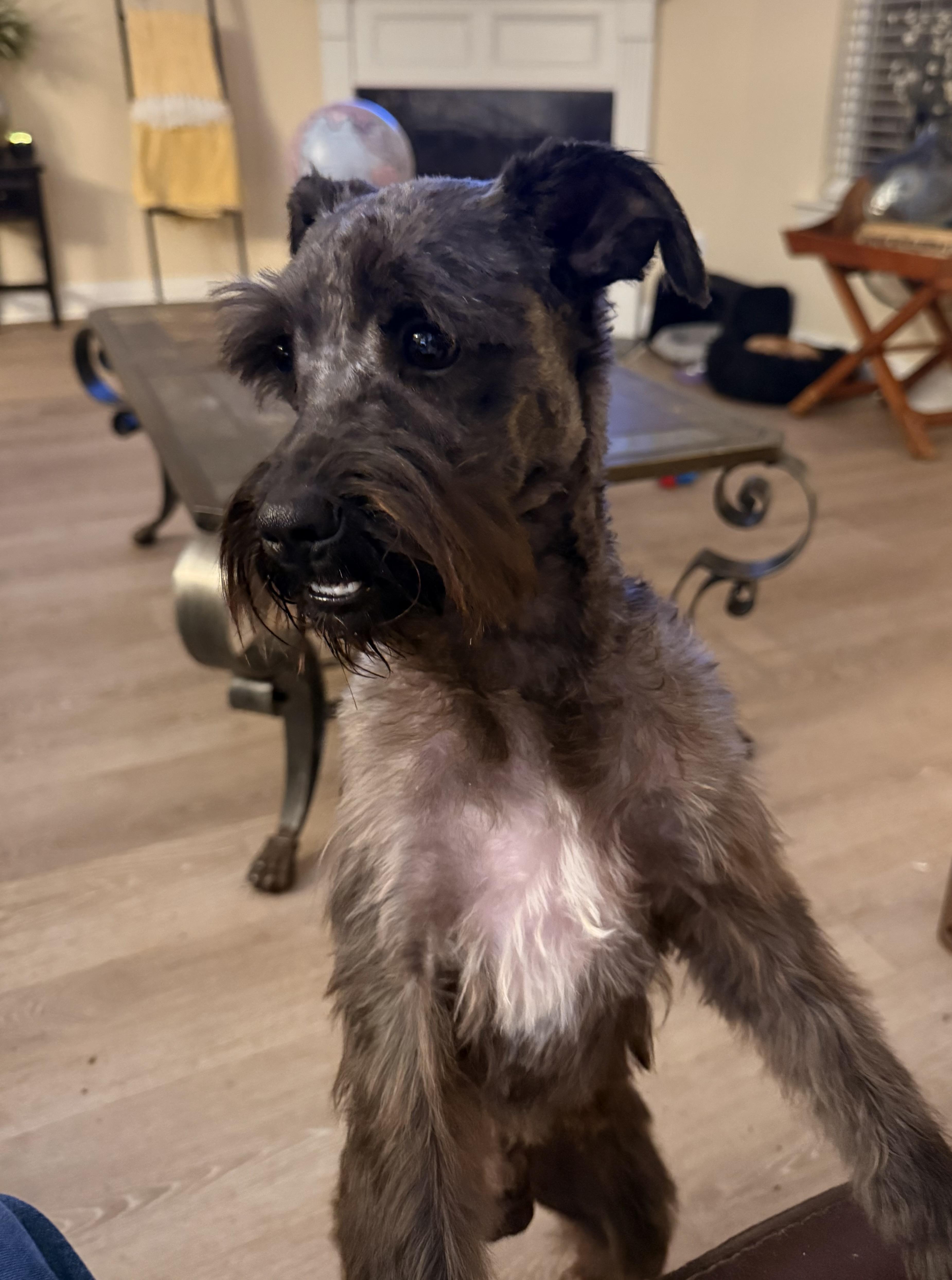 Enlarge Sargent, a ADOPTABLE Schnoodle in Charlotte, NC image 2/6