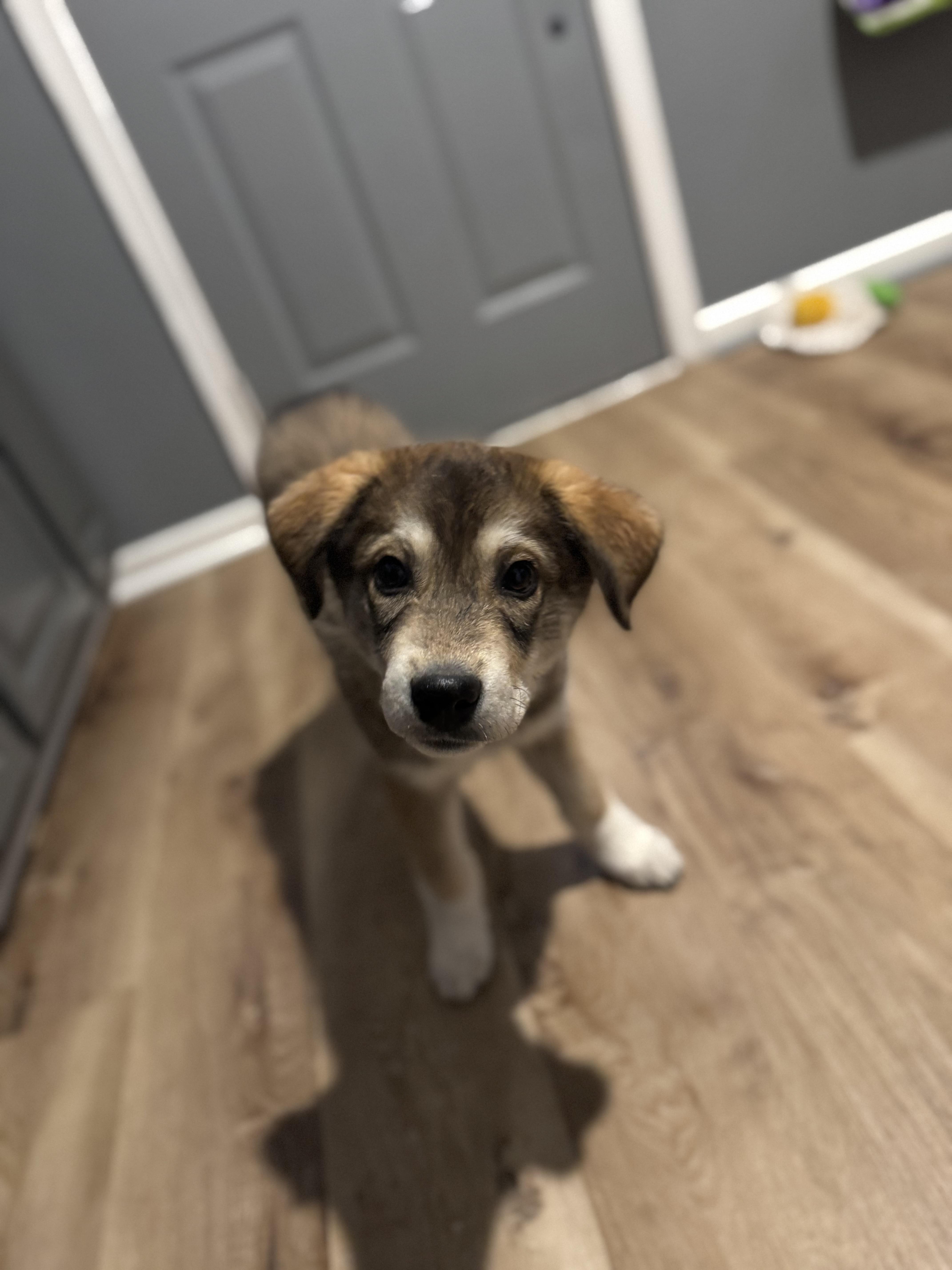 Enlarge Magnolia , an adopted mixed breed in Hatfield, PA image 2/3