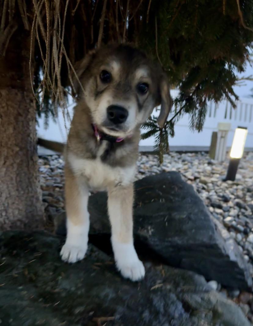 Enlarge Magnolia , an adopted mixed breed in Hatfield, PA image 1/3