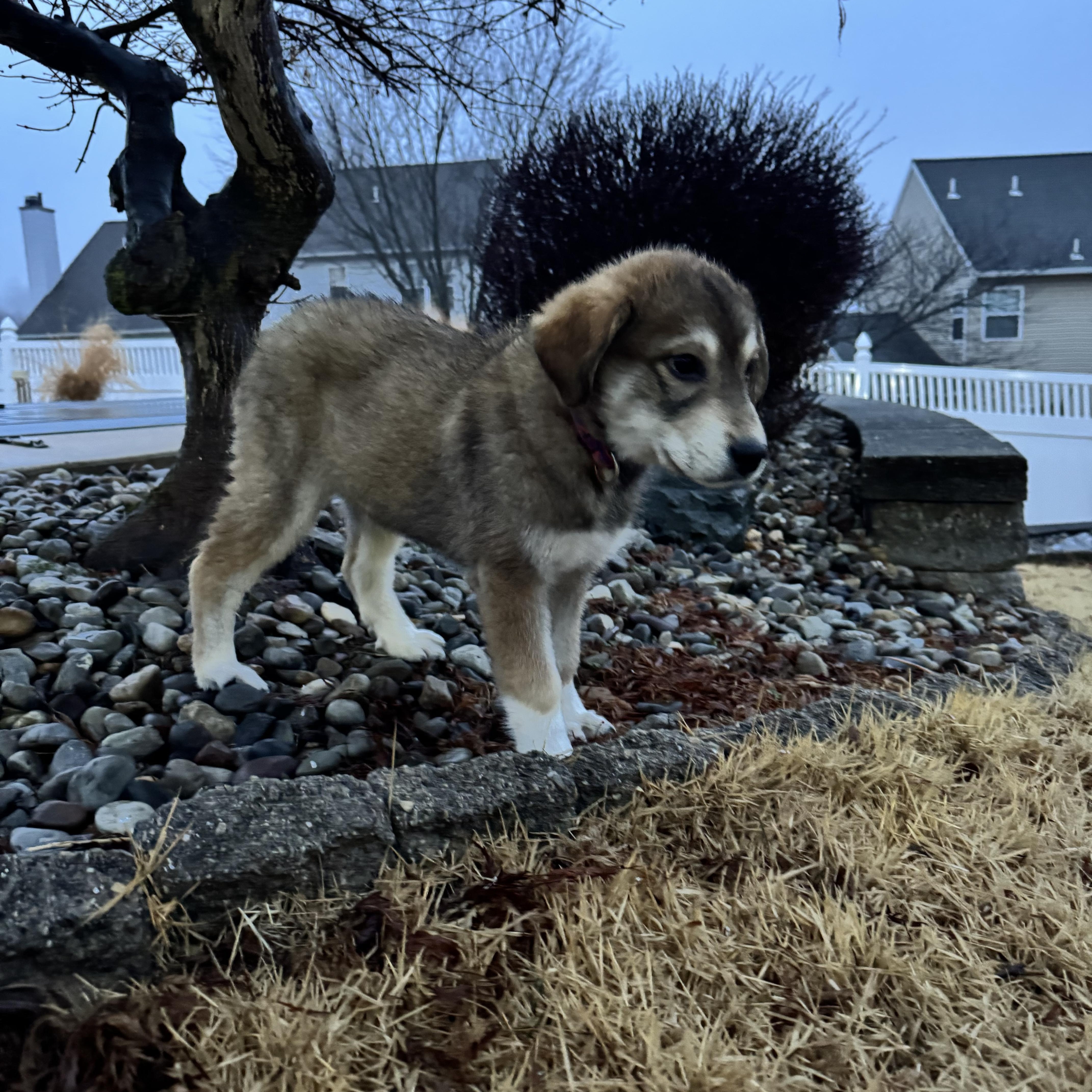 Enlarge Magnolia , an adopted mixed breed in Hatfield, PA image 3/3