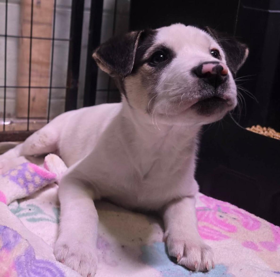 Enlarge Medusa, a ADOPTABLE mixed breed in Grand Rapids, MI image 2/2