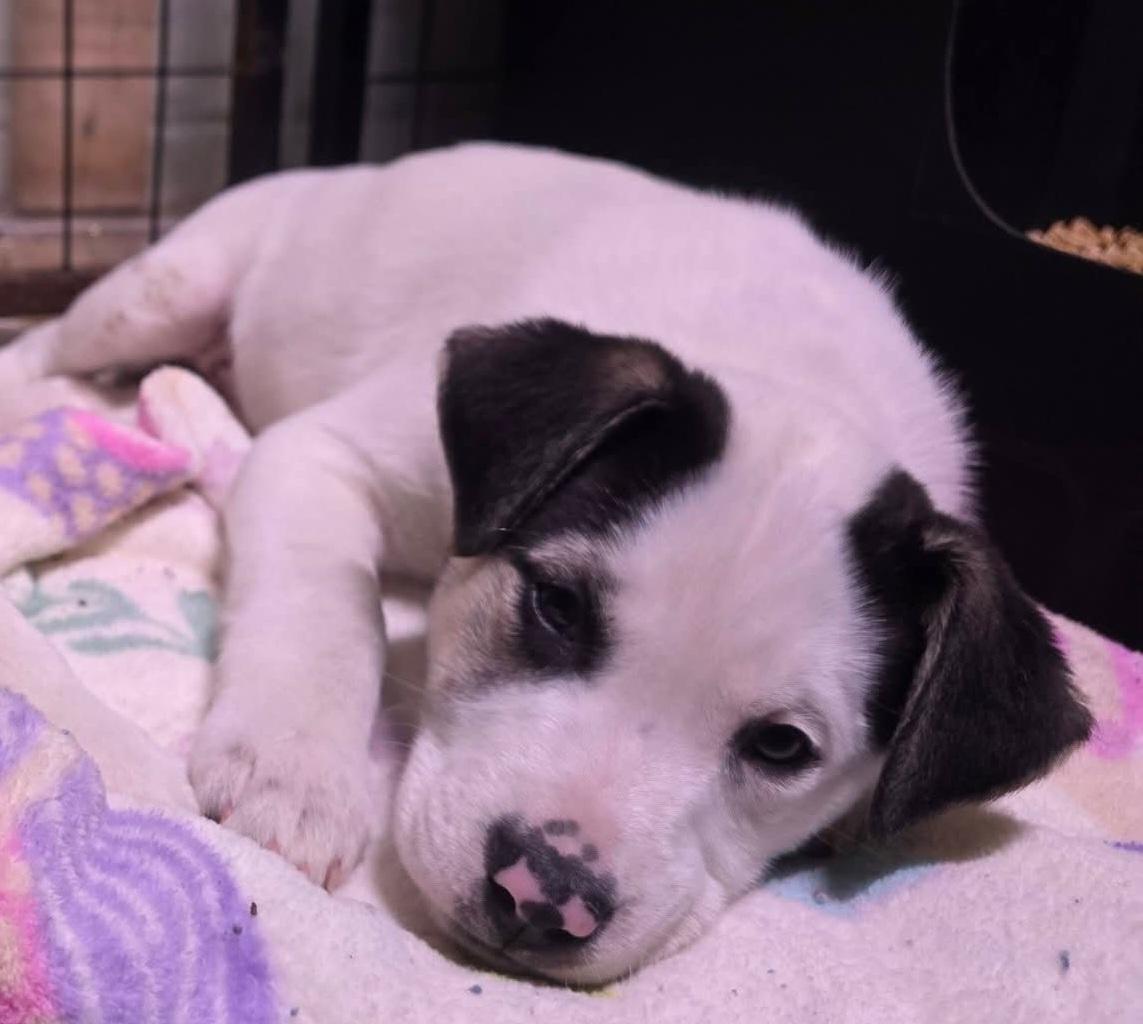 Enlarge Medusa, a ADOPTABLE mixed breed in Grand Rapids, MI image 1/2