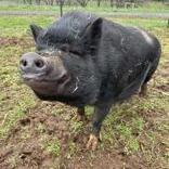 Ryan, Adoptable, Senior Male Vietnamese Pot Bellied & Vietnamese Pot Bellied.