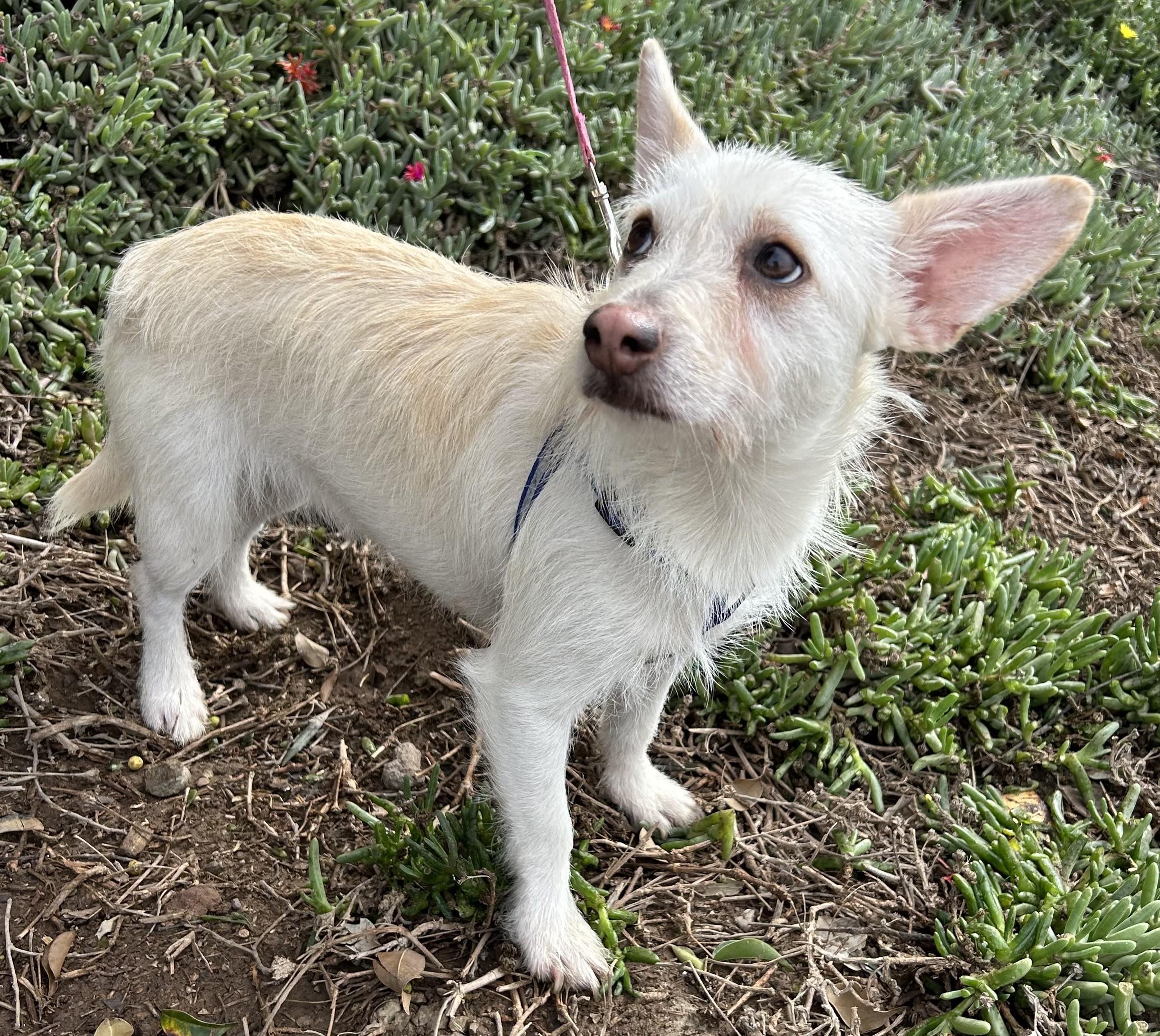 CONNIE, Adoptable, Young Female Cairn Terrier.